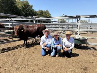 Repeat buyers 'choosy' about the bulls they bought at National Belmont Red bull sale