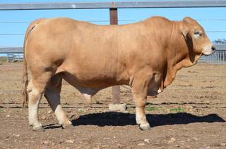Complete clearance achieved for the Nobbs families' 45th Moura Bull Sale