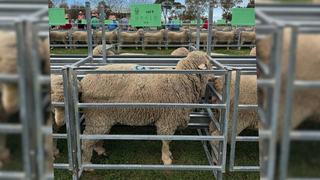 Dual-purpose traits on 'big, bold' Ballatherie rams attract western buyers