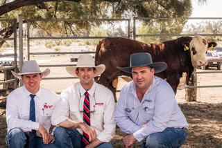 Strong support throughout the north underpins sale for Jarrah Genetics
