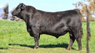 'Simply the best': Tasmanians snap up top bull at Killain Angus sale