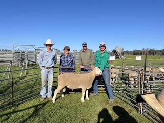 Well-known prime lamb producer pays top money at Narranmore Poll Dorset sale
