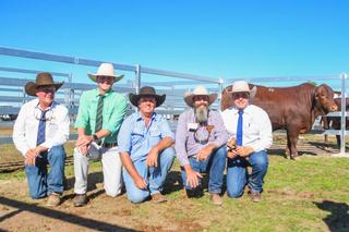 Dangarfield Cattle Co exceeds $50,000 for top-price bull at 2026 Santa sale