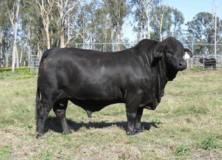 Weona scores three top prices in three years at Roma Brangus sale