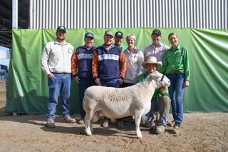 Buyers chase balanced rams at Tullinga Dorpers in full clearance result