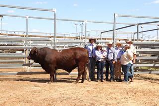 New Santa stud makes its mark with top price at Roma's Heartland sale