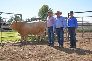 Records smashed: Elstow top price buyer returns to pay more for genetics