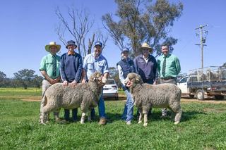 Productive rams front of mind for buyers at Meadow View Poll Merinos
