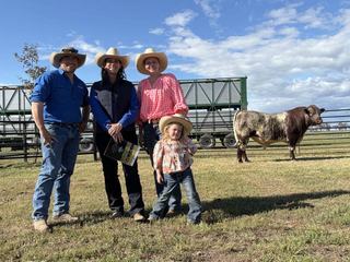 'Standout' Weebollabolla bull matches breed record at annual bull sale