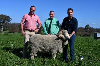 'Sheer structure' behind sale high Merino as wool market bolsters Merryville