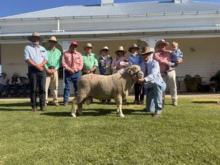 Repeat clients chase carcase traits, wool quality at Calga Dohne ram sale