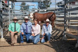 National Braford Sale hits $50,000 top price twice at Gracemere