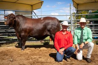 Murgona sale clears 100pc, setting a new benchmark for stud heifers