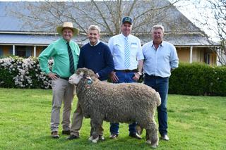 WA stud's resolve for ram inspires 'battle of the titans' at Yarrawonga sale