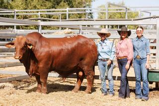 Droughtmaster National delivers depth as buyers seize opportunities