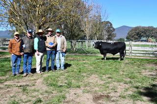 Real Deal son reaches $35,000 high price at Alpine Angus spring sale