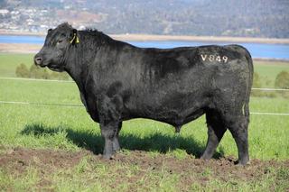 Top Tasmanian bull headed to Western Australia in mega 245-head Angus auction