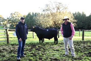 High-profile studs drive strong Angus demand at Bowman spring bull sale