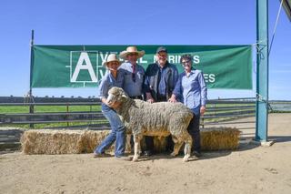 Strong wool market underpins Avenel Merinos 48th annual ram sale