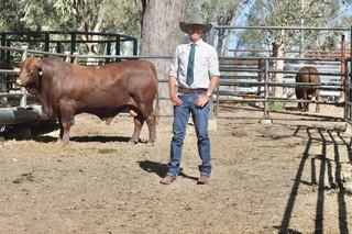 The sale report: who paid top dollar at Gyranda's Santa Gertrudis sale
