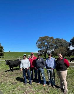 National buyers snap up entire Paringa draft on calving ease genetics