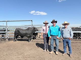 Top-price buyer took note of Bimbadeen Brangus bull's temperament and EBVs