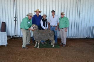 Bella Lana wools attract plenty of repeat bidding competition at Dripstone sale