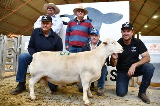 Soprano sings his way to SA as top-priced ram at Deepdale Dorpers