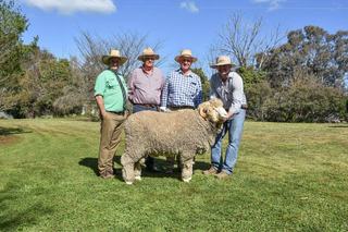 Boorowa stud hits $8000 peak as 92 Merino rams sell to strong demand
