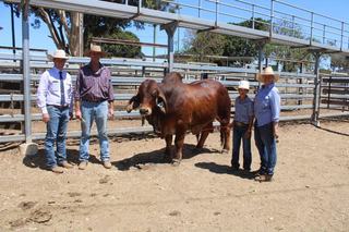 Red Brahman tops Clermont sale, an increase of 35 per cent on 2025's top