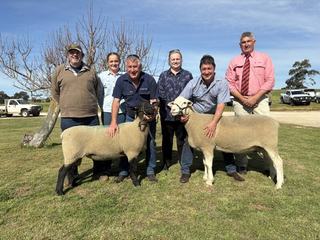 Tri-state bidding produces average lift at Bundara Downs' marathon ram sale