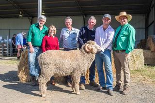 Demondrille Merino and Poll Merino sells top ram for $2000 more than in '25