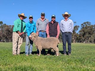 First-time commercial buyer claims top-priced ram at Pooginook Poll Merino