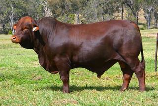 Cooinda Turner T202 son vaults to the top of Talgai Santa Gertrudis sale