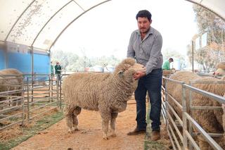 Top-end Merino rams make good money as clearance suffers at Oakbank