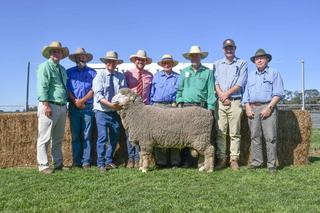 Heavy wool cutting rams attract strong support from repeat buyers at Willandra