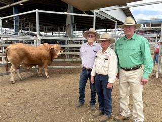 Selective bidding marked the 40th anniversary of the CAP Droughtmaster sale