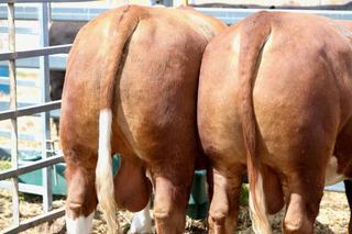 Karragarra Simmentals' $1.62m result at Emerald sale driven by strong demand