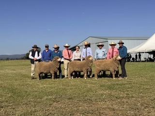 Strong result for Darriwell, Towonga sale as Merino breeders chase heavy wool cuts