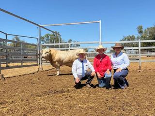 Meldon Park Simmental bulls sell across the state with improved average