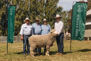 Proven fleece and carcase traits deliver solid result for The Yanko Merinos