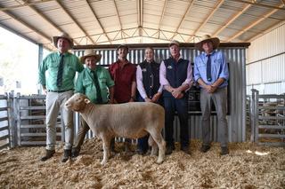 Strong lamb market underpins Armdale Park Poll Dorset ram sale
