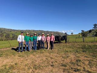 'Honest' bulls, real results: Bongongo Angus marks century milestone sale