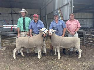 New clients among loyal stud and volume buyers aid strong Newbold ram clearance