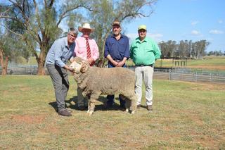 Repeat buyers bid strongly on genomically-tested Langdene sires at auction