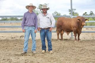 Beefmaster tops Donaldson Family Bull Sale in a $1.288m result
