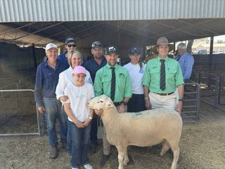 Taking stock at Jandebrey White Suffolks with increased ram sale average