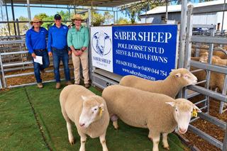 Near-perfect clearance, $2200 top for Saber Poll Dorset annual ram sale