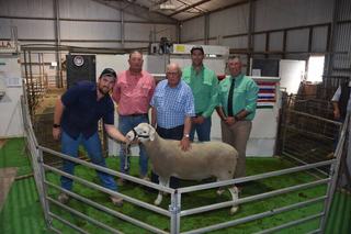 Yorke Peninsula's Anna Villa White Suffolk stud achieves record average