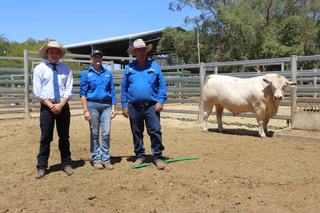 Inaugural Best of the West Blackall bull sale reaches $22,000 top price